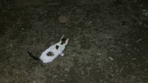 Cute cats on a spring night. Cute cats are very beautiful