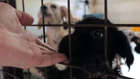 male hand petting caged stray dog in pet shelter. People, Animals