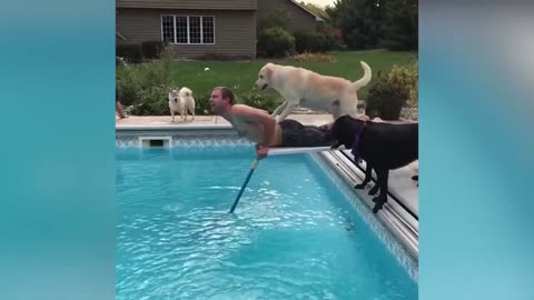 Dog Pushes Owner In The Pool