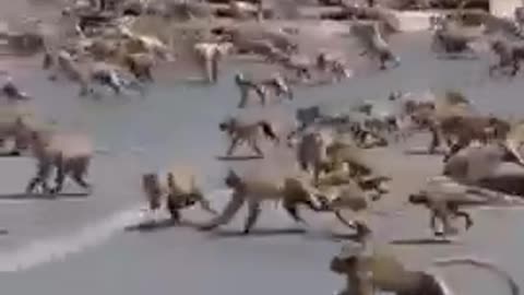 Dog vs monkey fighting funny clip 😂