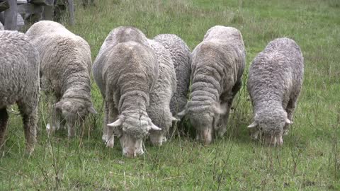 Row of Sheep eating grass