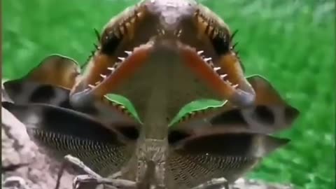 The 'Dead Leaf Mantis' of Malaysia
