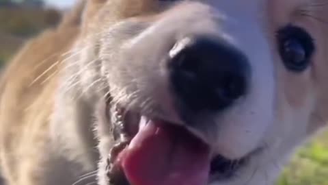 Cute puppy \\ slow motion shorts feed \\ status