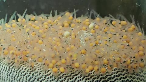 Tilapia Fry Day 4-2