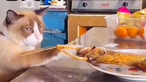 CAT FUNNY VIDEO