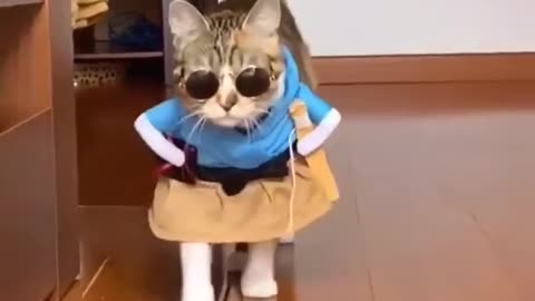 Cats funny videos😂 cat complition