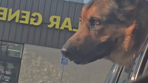 Service dog in the truck.