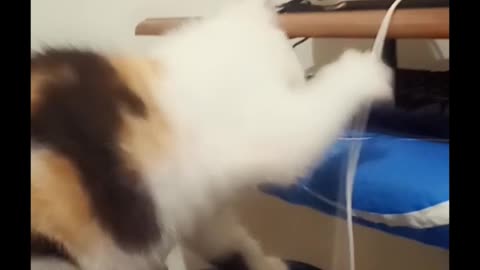 Funny Kittens, try not to laugh, Office attacked by Lala & Momo