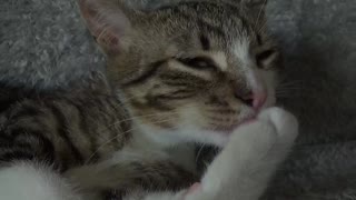 Cute Little Cat Washes His Toe Beans Before Sleep
