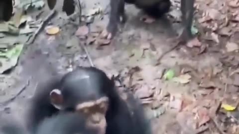 Baby Chimpanzees Whose Parents Were Killed By Poachers Meet Other Babies Rescued From Captivity By Poachers