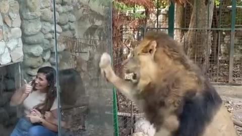 Zoo in Lebanon faces furious backlash over _CRUEL and _DISGUSTING glass viewing box