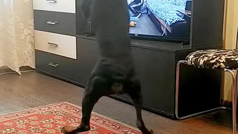 FUNNY! Adorable Dog Does its Own Exercise Routine