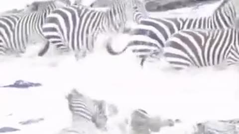 Zebra falls victim to a group of crocodiles🐊🦓😮👀😨