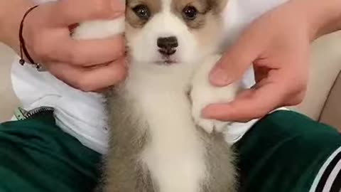 Cute and funny puppy dog