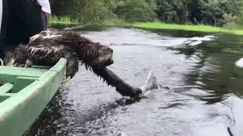 Sloth Surfing With Tiny Surfboard