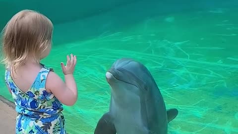Dolphin befriends little girl
