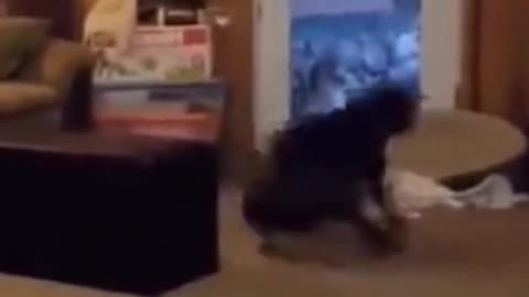 Funny Dog gone crazy, listen for the laughter in the background!