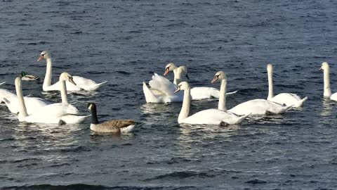 relaxing scene of swans swimming in a lake