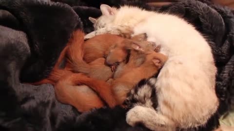Baby Squirrels have a Cat as a Mom