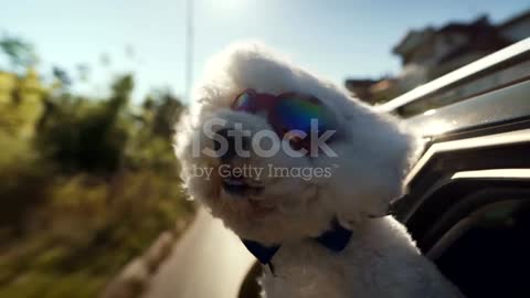 Bichon Frise with protective sunglasses looking out the open window and enjoying the car
