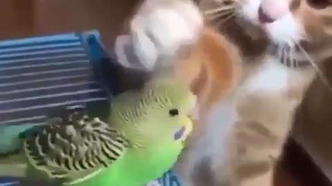 Cat love the bird