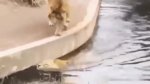 lion funny videos