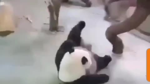 Panda's Epic Fail: Hilarious Missed Jump & Laugh Out Loud Moments!