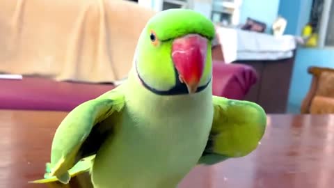 Funny Parrot Talking and Dancing _ Funny and Cute Pet _