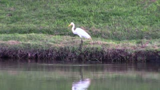 Female Heron Bird Gets His Legg Wet In Lake