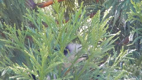 Baby Panda Bear, Bie Bie, in Tree at National Zoo