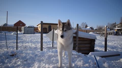 Husky asks to play with him