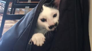 The Cat's in the Bag