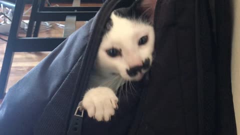 The Cat's in the Bag
