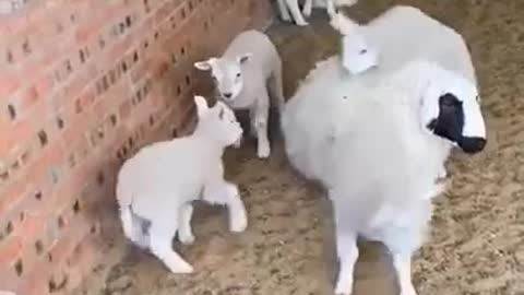 GOOD MOTHER. Best Funny Animal Videos Of The 2021 - Funny Wild And Farm Animals Videos