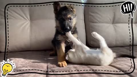 Shepherd Puppy and Kitten Playing