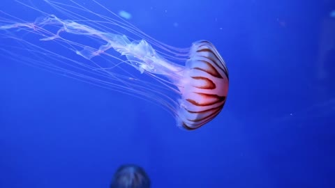 A group of Jellyfish Swimming Underwater