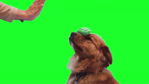 Green screen dog training | Puppy hand shake video| Dog funny