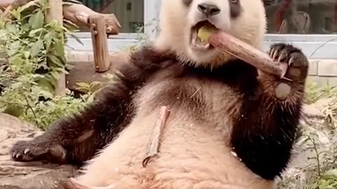 Relaxed Kungfu panda