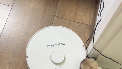 Tiny Puppy Playing With Robot Vacuum