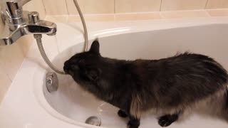 Cat and flowing water