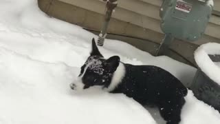 Black and white corgi jumping in snow