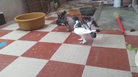 Two male pigeon fight