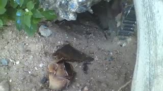 Gecko hides inside a hole in the sidewalk near the beach [Nature & Animals]