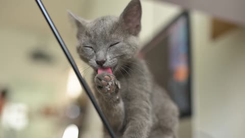 Video of a Cat Licking It's Paw