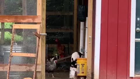 Goat Kid Thinks She's a Chicken