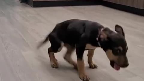 Dog dance funny video