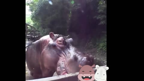 Hilarious Hippo Moments