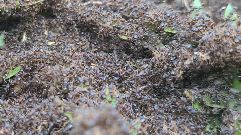 Lots of Ants