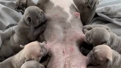 Cute puppy milking at same time - funny dogs and puppies videos