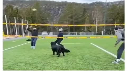 Cute dog wants to play Humourous dog wants to play sports,